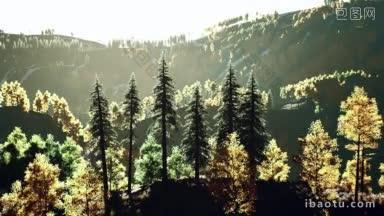 山谷山脉前杉树林的美丽的夕阳景